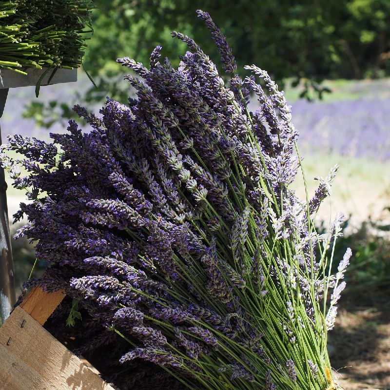 The Healing Power of Lavender in Ayurvedic Phytotherapy